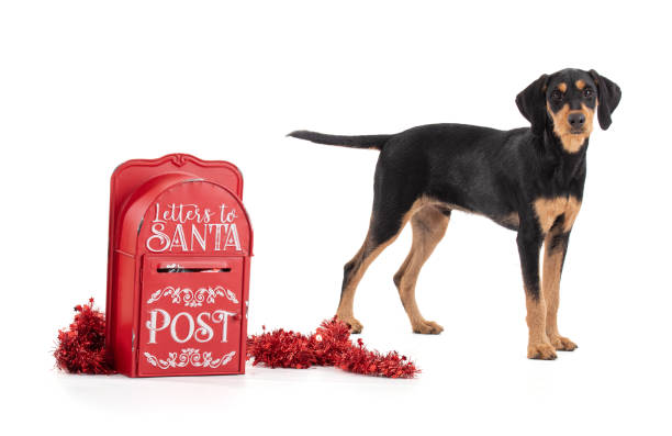 istock Puppy with Santa's letterbox 1430482103