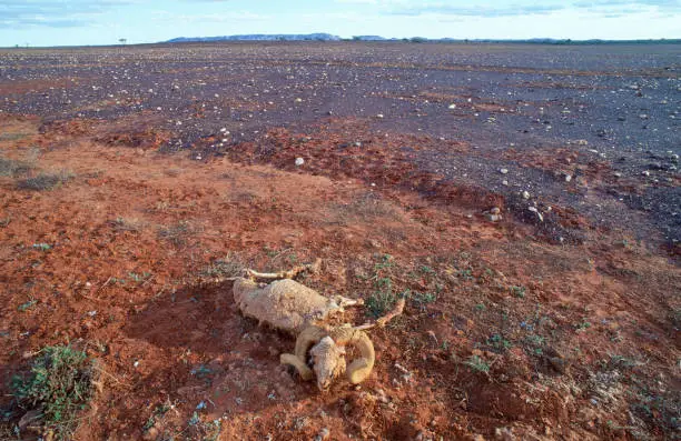 Dead sheep near Whitecliffs, New South Wales during a drought.