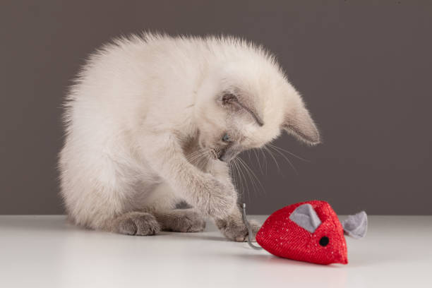 istock Cute beige kitten with a red fabric mouse 1430490765