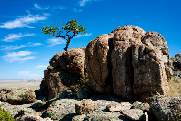 Fractured Granite Boulder with small pine tree growing out of fracture with blue sky and cirrus clouds and green colored lichen on surrounding boulders in the Granite Mountains of Wyoming
