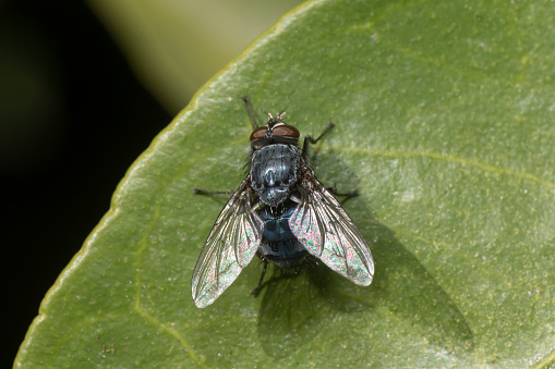 Close-up view of a fly of the genus Calliphora on a plant leaf.