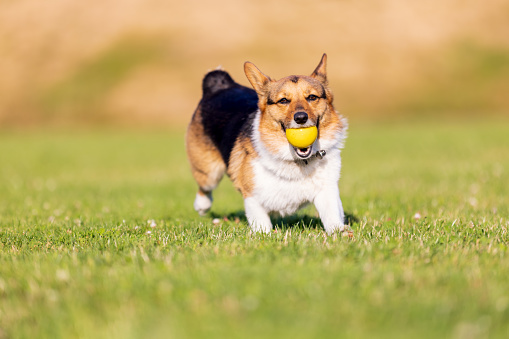 A young corgi dog is playing fetch ball game on a green grass field