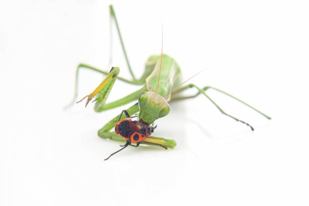 istock green praying mantis eats a beetle on a white background close-up. insect predator. nature and zoology 1430493971