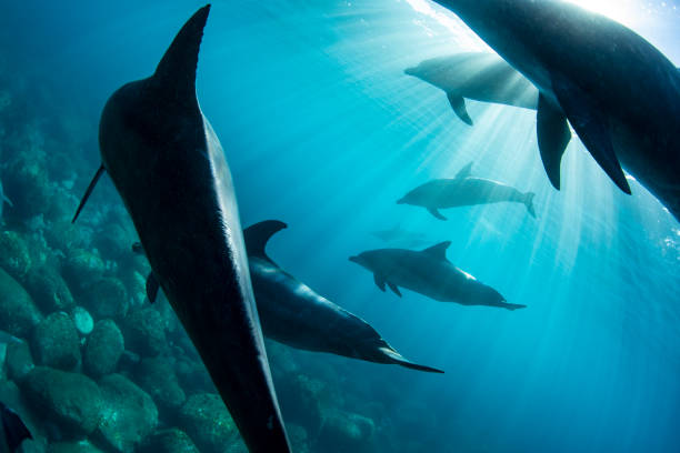 istock lots of dolphins and sunshine 1430495738