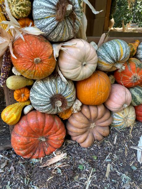 istock A wall of multicolored pumpkins 1430504331