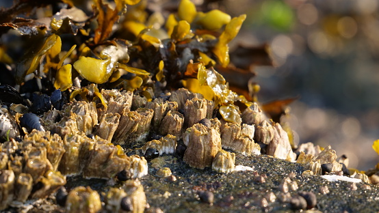 Exposed barnacles and sea kelp on rocks at low tide.