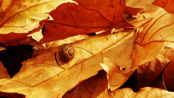 Gorgeous autumn photography. \nSmall snail camouflaged among golden leaves.
