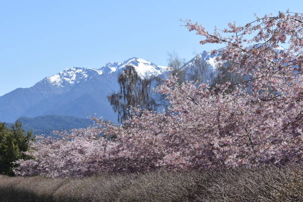 istock Summer scene with pink blossoms 1430506859