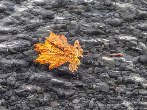 A leaf floating on the surface of a lake.