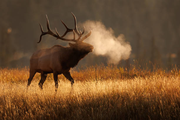 istock Bull Elk During the Rut 1430508842
