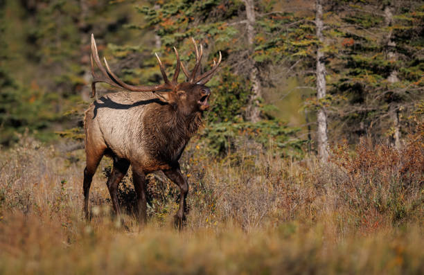 istock Bull Elk During the Rut 1430508997