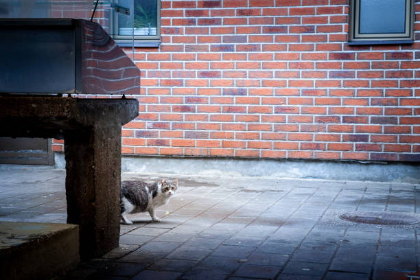 istock Yound and curious Grey and white cat standing in a street, scared, looking stressfully at at the camera in Serbia, in the balkans. 1430509190