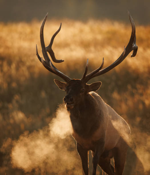 istock Bull Elk During the Rut 1430510874