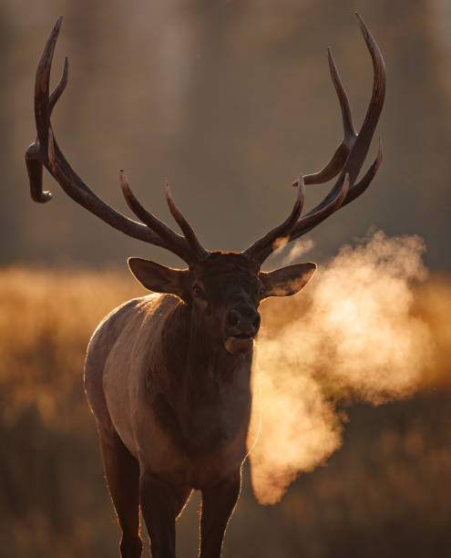istock Bull Elk During the Rut 1430510878
