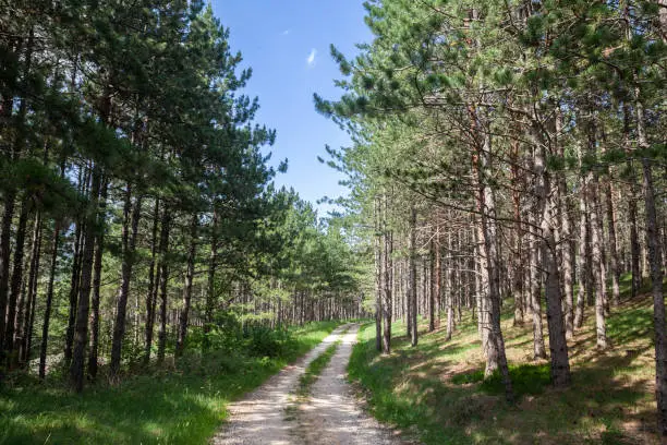 Picture of a typical pine forest in the Balkans, in a deep wood, in a typical alpine forest, in Divcibare, Serbia.