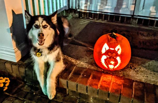 istock Dog and pumpkin 1430527255