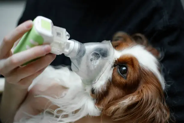 Veterinary doctor hands saving sad feared pet King Cavalier Charles coker spaniel dog with oxygen mask, helping animal diseases, inhalation with nebulizer allergy, cough, bronchial sick. Close up
