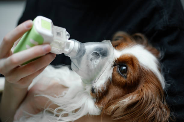 médico veterinário salvando rei cavalier charles coker coker spaniel máscara de nebulização alergia, tosse, doente. feche acima - árvore brônquica - fotografias e filmes do acervo