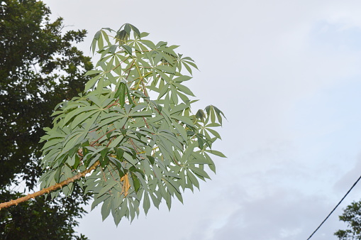 tall papaya tree with its dense green leaves growing in the garden