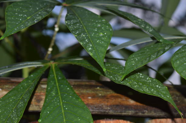 istock green cassava leaves with water droplets on it 1430535217