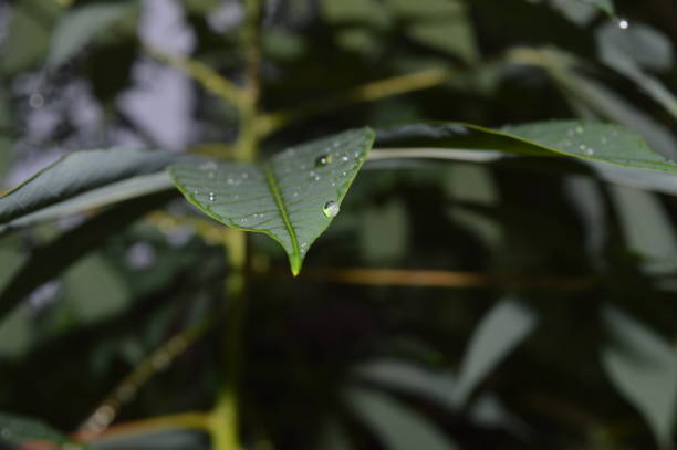 istock green cassava leaves with water droplets on it 1430535305