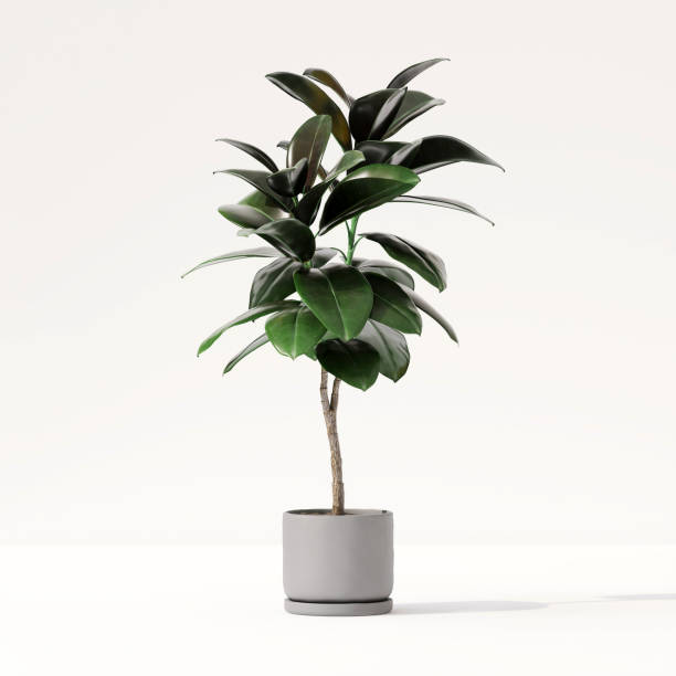 istock Healthy green tropical fiddle leaf fig tree in ceramic concrete pot with sunlight from window and leaf shadow in clean white wall room 1430537928