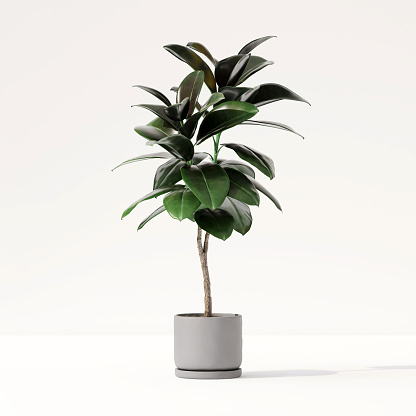 Healthy green tropical fiddle leaf fig tree in ceramic concrete pot with sunlight from window and leaf shadow in clean white wall room for nature and home decoration concept