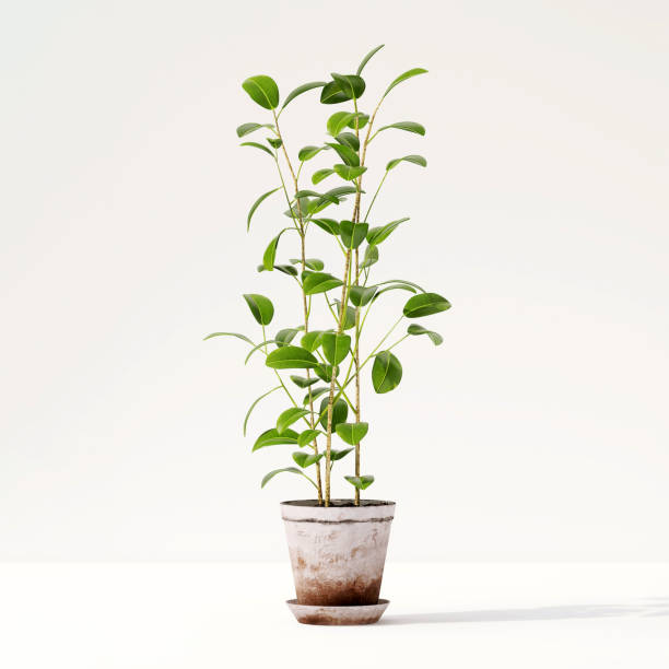 istock Healthy green tropical fiddle leaf fig tree in ceramic concrete pot with sunlight from window and leaf shadow in clean white wall room 1430537930