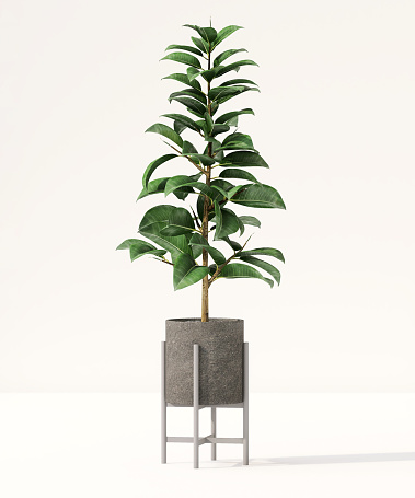 Healthy green tropical fiddle leaf fig tree in ceramic concrete pot with sunlight from window and leaf shadow in clean white wall room for nature and home decoration concept