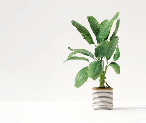 istock Healthy green tropical banana tree in ceramic pot with sunlight from window and leaf shadow in clean white wall room 1430537972