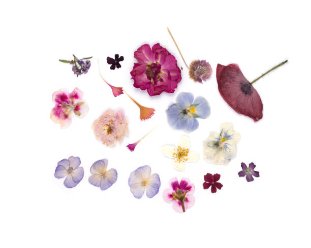 Group of dried pressed flowers isolated on white background. Botanical Elements for scrapbooking or decoration art.