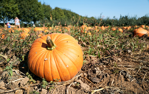 A 12 year old boy with down syndrome sitting in a pumpkin patch, smiling and having fun on a sunny autumn day. Two other boys are standing around him, selecting pumpkins.