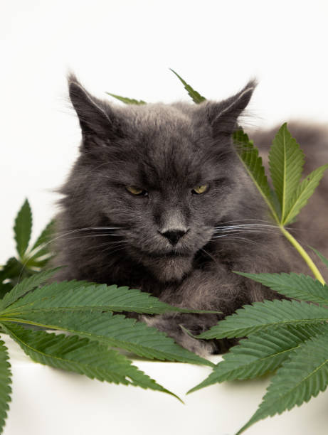 el gran gato mainecoon se encuentra sobre hojas de cáñamo. el aceite de cbd se utiliza en medicina veterinaria como sedante y analgésico. - 11909 fotografías e imágenes de stock