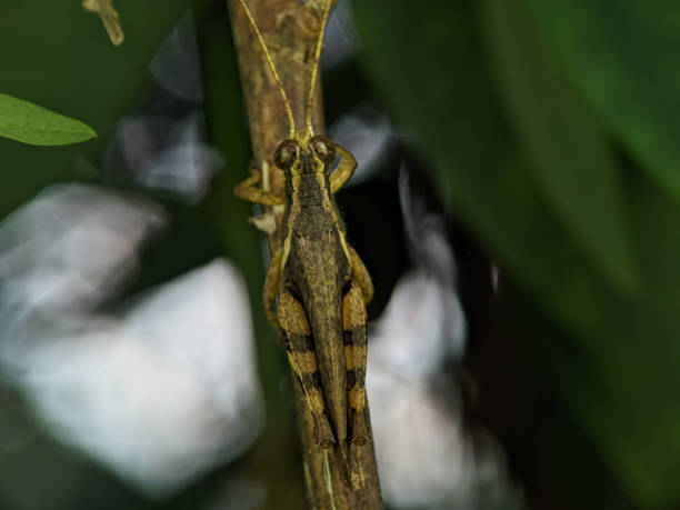 istock Closeup of brown grasshopper hanging on a tree 1430544395