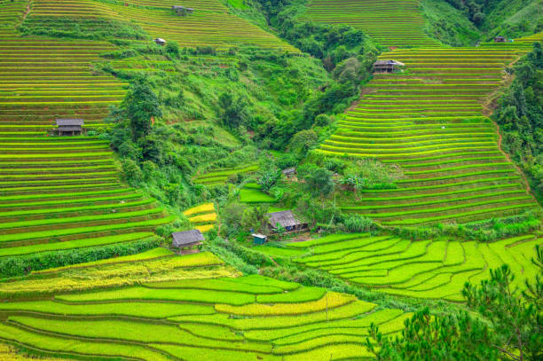 istock Terraced rice field in Mu Cang Chai, Vietnam 1430551469