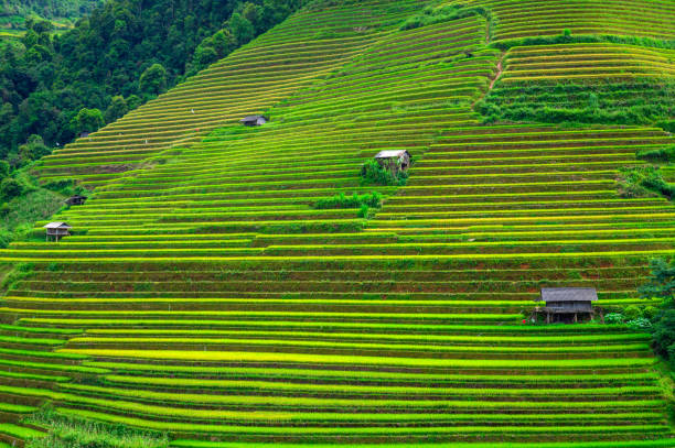 istock Terraced rice field in Mu Cang Chai, Vietnam 1430551580