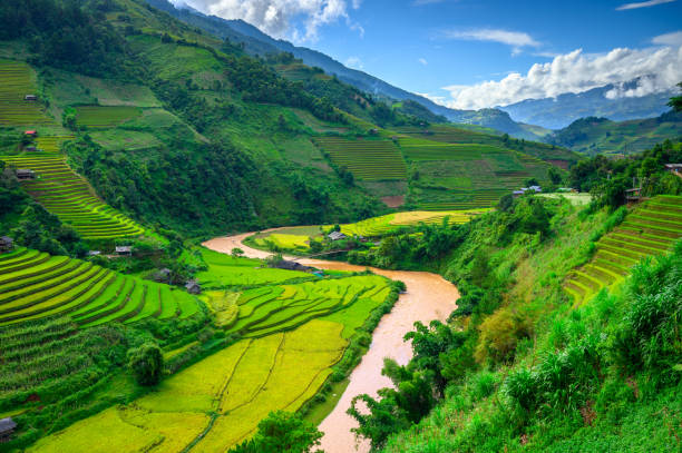 istock Terraced rice field in Mu Cang Chai, Vietnam 1430551619