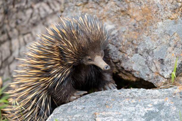 istock Echidna is standing next on a rock, looking for food 1430554941