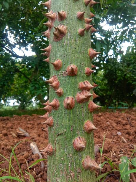 istock Kapok (Ceiba pentandra) has thorns- stock photo 1430558443