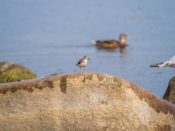 istock Common sandpiper, Actitis hypoleucos, resting lake shore under raindrops. 1430561692