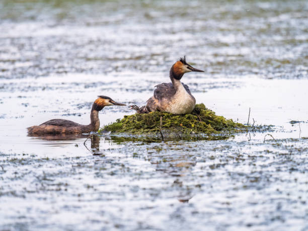 istock A pair of water birds, Great Crested Grebe, feeding chick at nest. 1430561736
