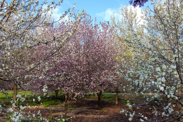 istock Blooming pink and white cherry trees with flowers, sakura garden 1430565096