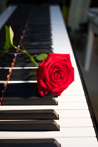 A bright red rose lies on a black and white piano keyboard, a flower and music, a symbol, vertical picture, close up
