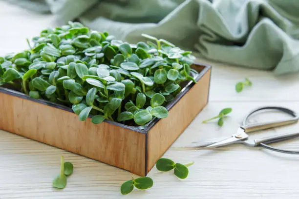 Microgreens of sunflowers. Growing greens at home.