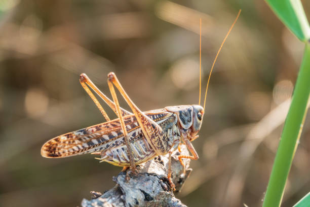 istock A large brown locust, Locusta migratoria, with a pattern on its body sits on branch among green vegetation in a summer garden. 1430568397
