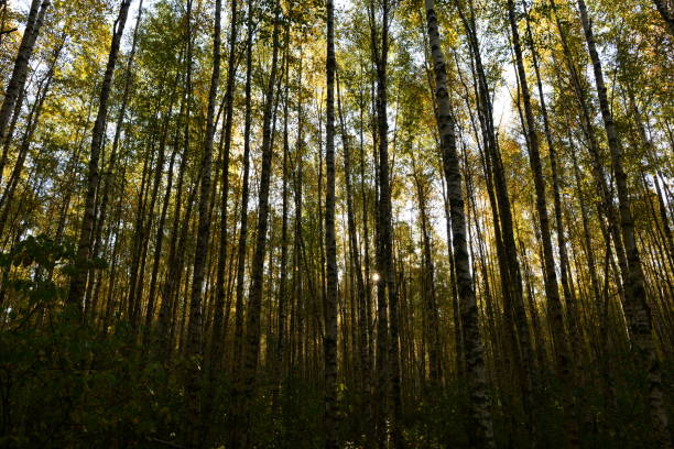 Autumn deciduous forest in the morning sun between birch trunks