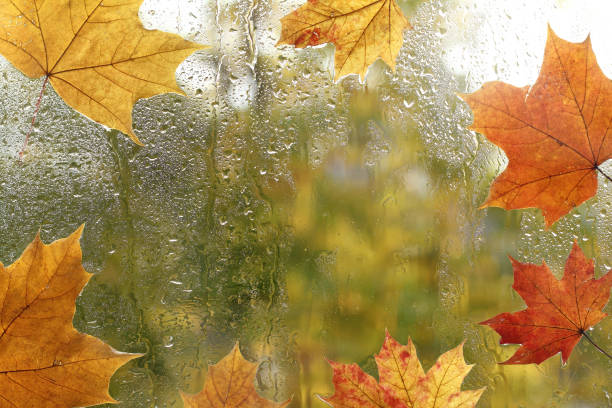 istock morning after autumn rain 1430571162