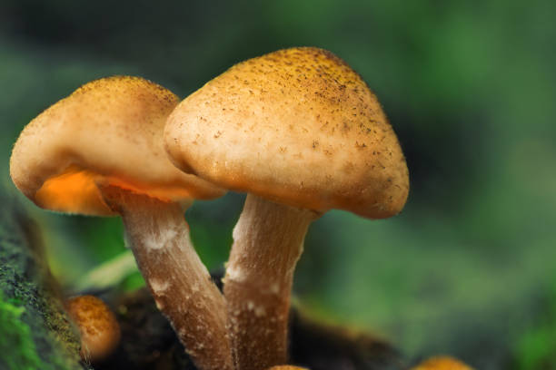 istock Mushrooms in a forest near tree. 1430573803