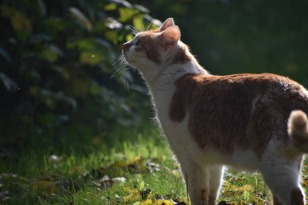istock Cat in the garden 1430574261