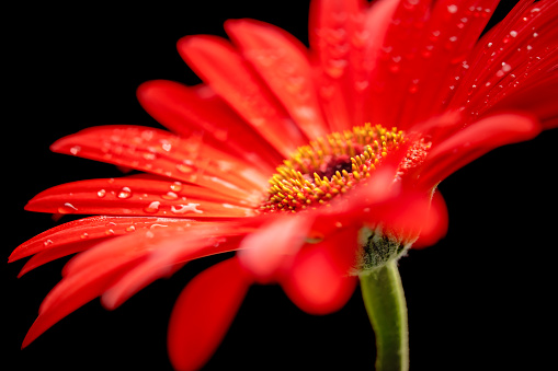 Close-up of a beautiful red Gerbera flower with water drops, isolated on black. Beautiful heart shaped bokeh - it's a REAL bokeh photo, not an illustration or computer filter. Shallow depth of field.